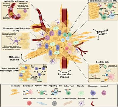 The complex interactions between the cellular and non-cellular components of the brain tumor microenvironmental landscape and their therapeutic implications